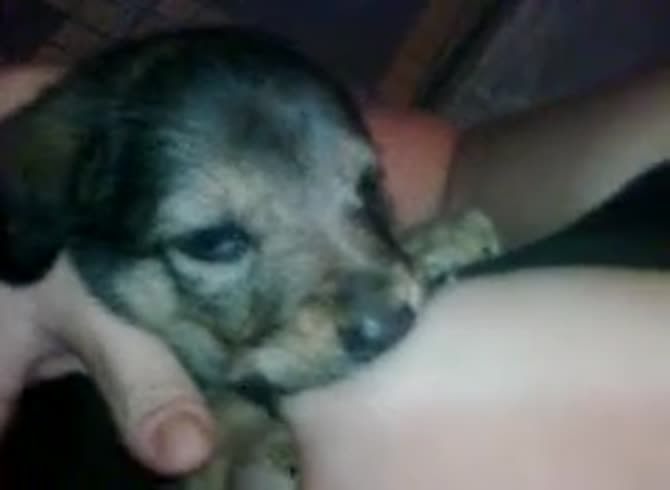 Video :Dog breastfeeds on the big boobs of beastiality lover
